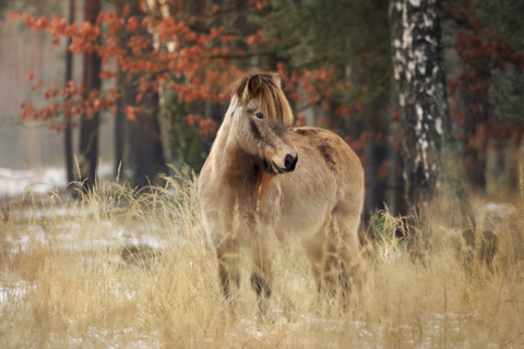 Islandpferd Portrait im Herbst
